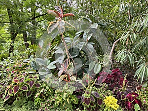 Ornamental flowers and exotic plants in the Botanical Garden of the City of Zagreb, Croatia / Ukrasno cvijeÄ‡e i egzotiÄne biljke